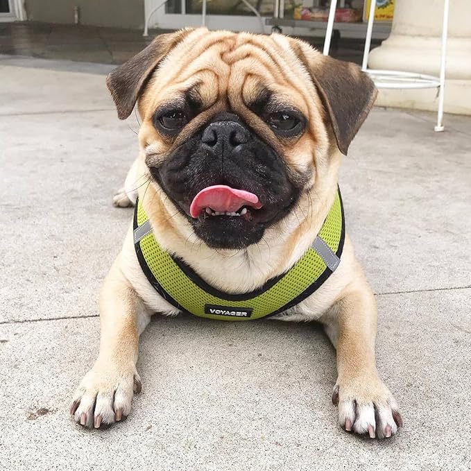 Best Pet Supplies Voyager Step-in Air Harness - All Weather Mesh, Reflective, No Pull Harness for Dogs, Cats - Secure with Hook & Loop Fastener, Buckle, Double D-Rings - Lime Green/Black Trim, XL