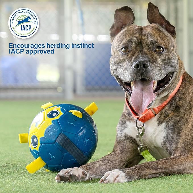 Race&Herd 9" Jolly Soccer Ball for Dogs - Tough Durable Dog Ball Toy with Straps, Pet Bouncy Herding Balls for Dogs, Floating Dog Balls with Tags for Water Fetch (BaaBaaBall, Daddy Sheep)
