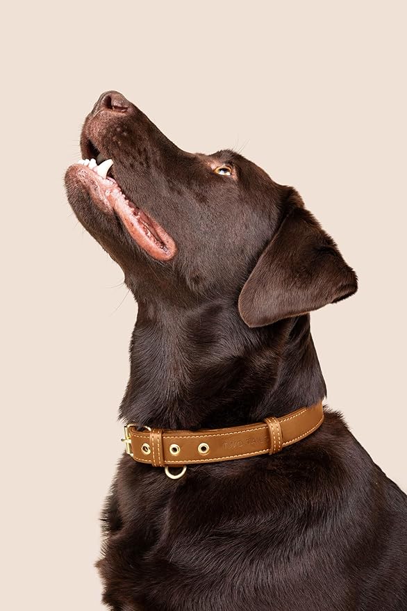 Two Tails Pet Company Cactus Vegan Leather Dog Collar, Adjustable Pet Collar With Gold Hardware and D Rings for Leash and ID Tag for Dogs and Puppies, Easy to Clean & Eco Friendly, Caramel, Size Small