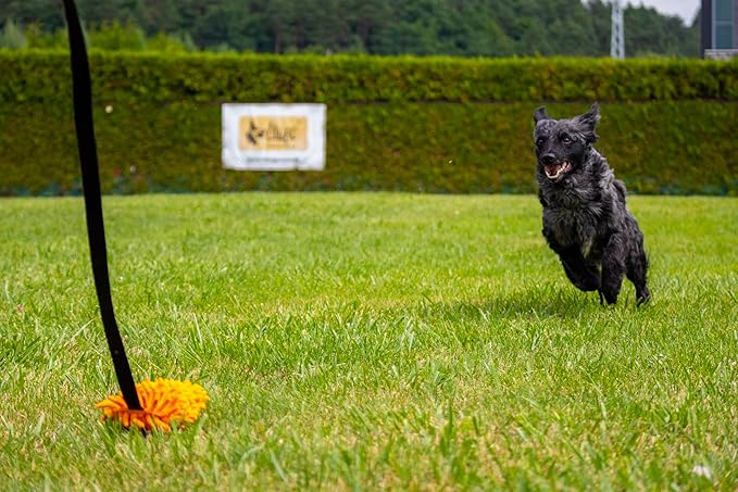 Dingo Dog Tug of War Toy - Outdoor Dog Toy with Long Lead for Training, Shaggy Dog Toy, Soft Nubby-Textured, Noodle Plush with, Motivation and Fun 15577, Assorted Colors
