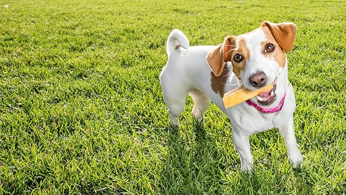 peaksNpaws Himalayan Yak Chews, High Protein Cheese Sticks, Lactose Free, Natural, Long Lasting Dog Treat for Aggressive Chewers Under 15 lbs, 10 Small Treat Sticks, 100% Eco-Friendly Packaging