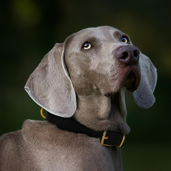 Leather Dog Collar - Heavy Duty Adjustable Soft Padded Pet Collars for Small Medium Large Dogs Breed - Black Green Brown Pink Red Blue (Black, XL, 19"-24" Neck Fit)