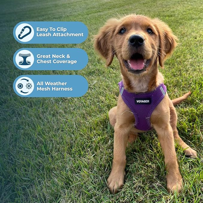 Best Pet Supplies Voyager Step-in Air Harness - All Weather Mesh, Reflective, No Pull Harness for Dogs, Cats - Secure with Hook & Loop Fastener, Buckle, Double D-Rings - Purple, S