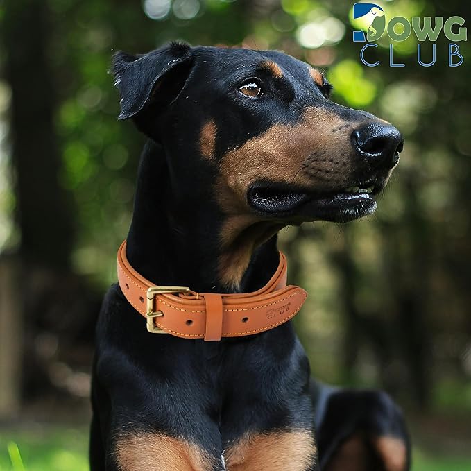 | Genuine Leather Dog Collar | Full Grain, Heavy Duty | Comfortable, Padded, Strong | Best for Pups, Small, Medium, Large & XL Breeds (X-Large (Fit Neck Size 22"-26"), Tangerine Orange)