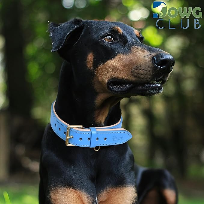 Genuine Leather Dog Collar | Full Grain, Heavy Duty, Comfortable, Padded, Strong | Best for Pups, Small, Medium, Large & XL Breeds (Large (Fit Neck Size 18.5"-22.5"), Blue)