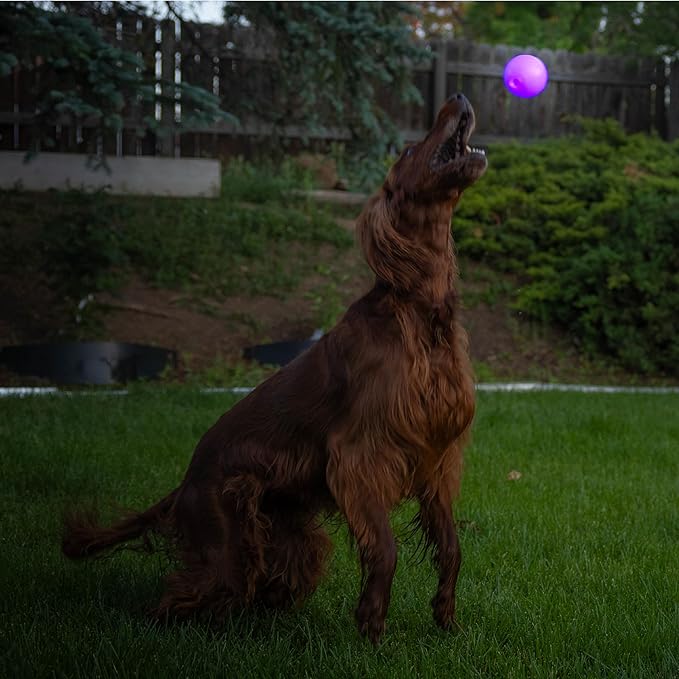 Outward Hound by Planet Dog Strobe Light Up LED Ball Dog Toy, Purple