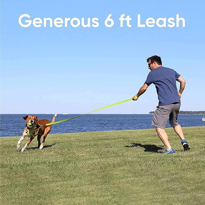 Pawtitas Extra Extra Small Dog & Cat Leash, 6 FT Orange Solid Color, Ideal for Toy Breeds, Durable Nylon, Not for Chewing