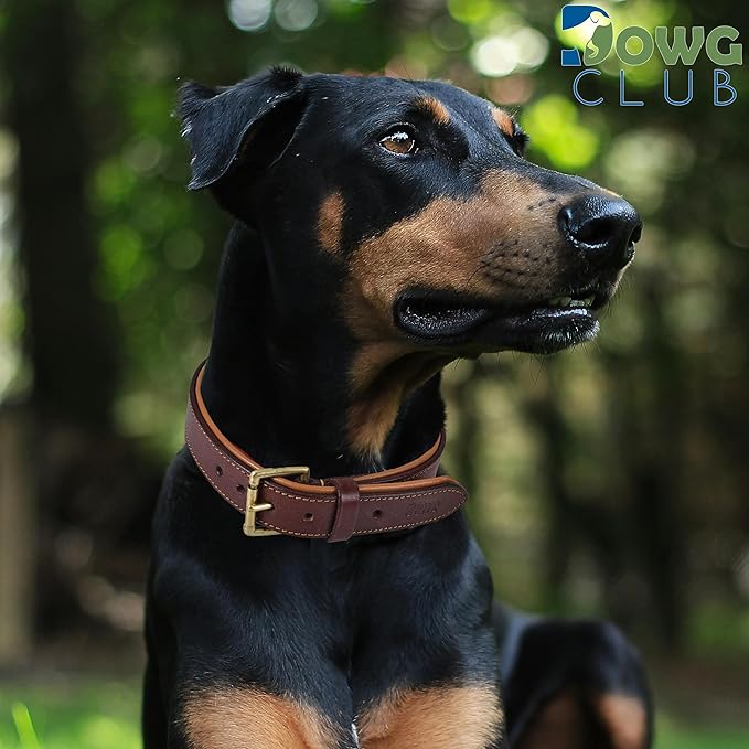 Leather Dog Collar for Medium Dogs, Brown, 1 Inch Wide, Genuine Full Grain Leather, Heavy Duty with Soft Inner Padding, Comfortable and Durable (Medium (Fit Neck Size 14.5"-18.5"), Brown)
