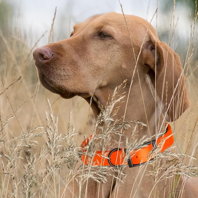 Dogline Biothane Waterproof Dog Collar Strong Coated Nylon Webbing with Black Hardware Odor- Proof for Easy Care Easy to Clean High Performance Fits Small Medium or Large Dogs, Hunter Orange