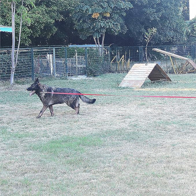 Dog/Puppy Obedience Recall Training Agility Lead - 15ft 20ft 30ft 40ft 50ft Training Leash - Great for Play, Camping, or Backyard - Blue 20ft