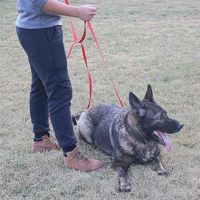 Dog/Puppy Obedience Recall Training Agility Lead -15ft 20ft 30ft 40ft 50ft Training Leash - Great for Play, Camping, or Backyard - Purple 50ft