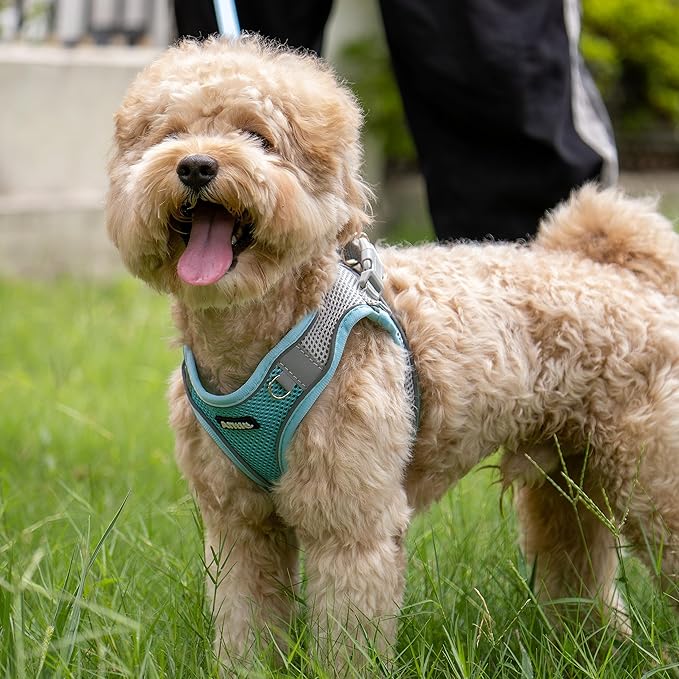 AIITLE Dog Harness, Summer No-Pull Cat Harness with a Leash, Adjustable Reflective Dog Vest, Cat Harness Escape Proof, Outdoor Walking, Camping for Extra Small Dogs and House Cats Blue XXXS