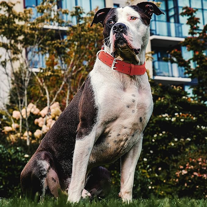Riparo Dog Collar - Genuine Leather Dog Collars - Heavy Duty Dog Collars for Medium Large and Extra Large Dog Breeds (XL: 1.5” Wide for 22” - 26” Neck, Red)