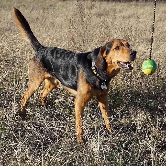 Dingo Fetch Ball Made of Hard Rubber with a String, Large, for Aport Game Dog Training 17298